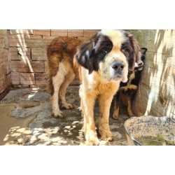 Policiais prendem suspeito de maus-tratos em Campo Largo